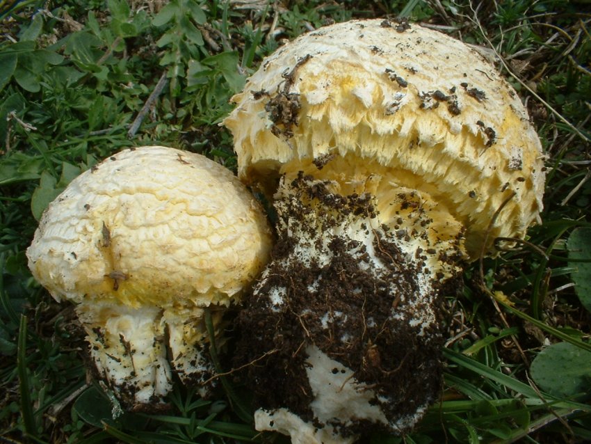 Floccularia luteovirens